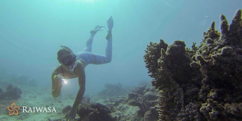 What Marine Life Will You Witness By Diving On Lovely Taveuni?